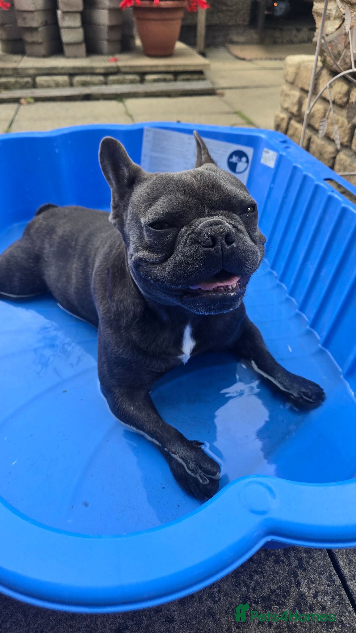 French Bulldog dogs French Bulldog for stud  - Advert 1