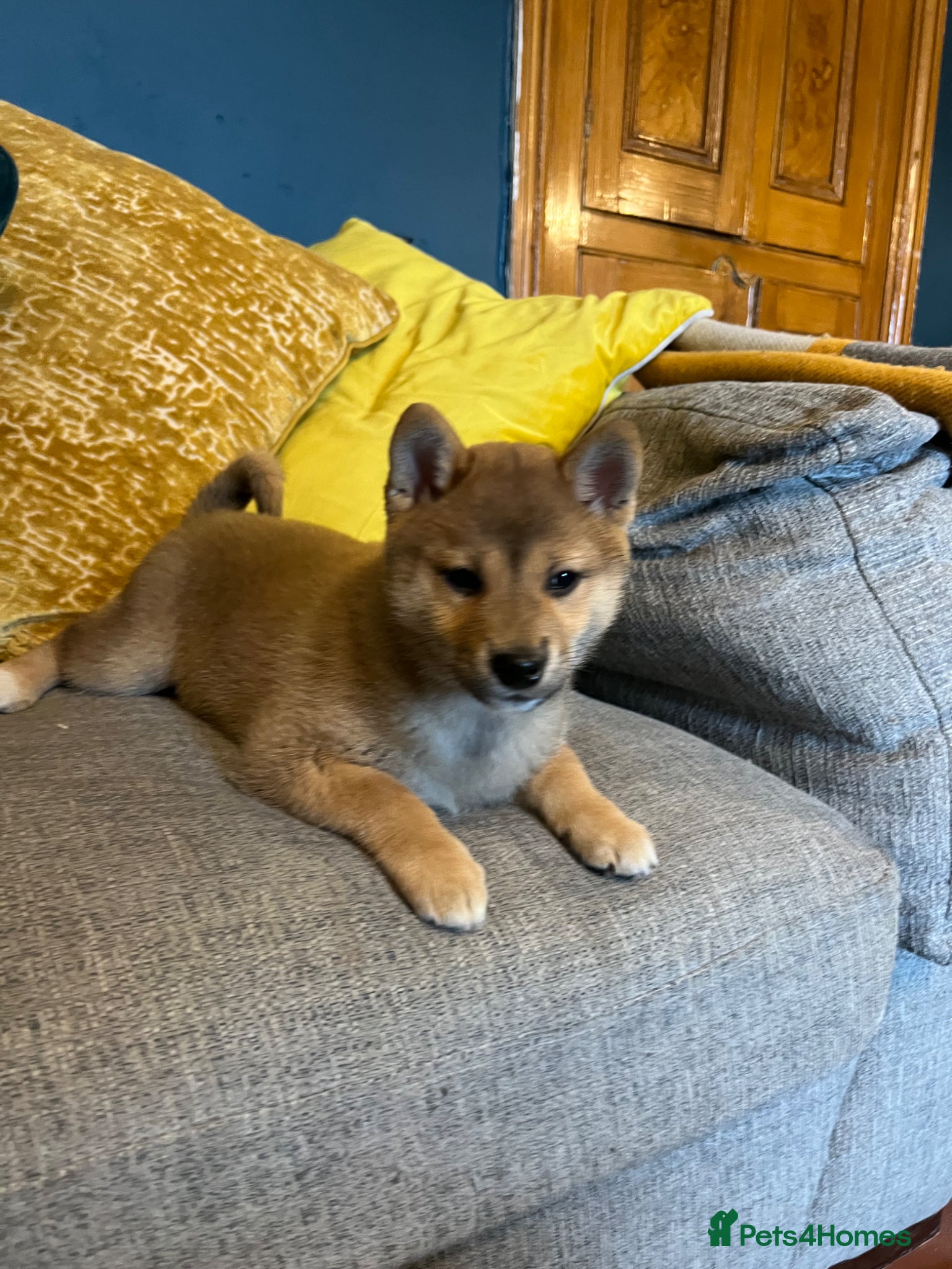 Japanese Shiba Inu dogs Pure bred Shiba Inu Puppies - Advert 1