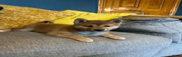Japanese Shiba Inu dogs for sale: Pure bred Shiba Inu Puppies - Advert 12