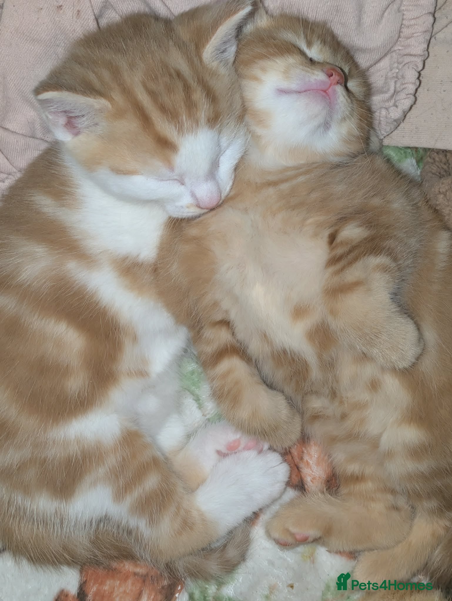 Mixed Breed cats Two gorgeous Ginger boys  - Advert 1