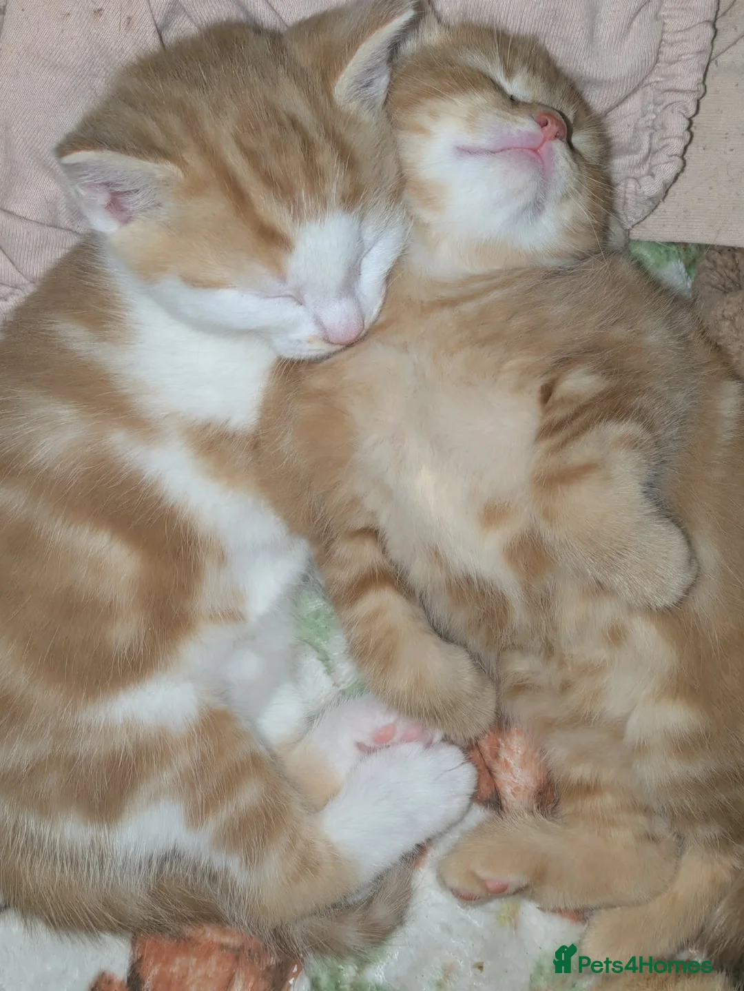 Mixed Breed cats for sale: Two gorgeous Ginger boys  - Advert 1