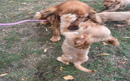 Cocker Spaniel dogs for sale: Cocker spaniel puppies  - Image 7