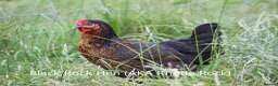 Hens poultry for sale: Laying Hens - Point of Lay - lots of colours - Advert 2