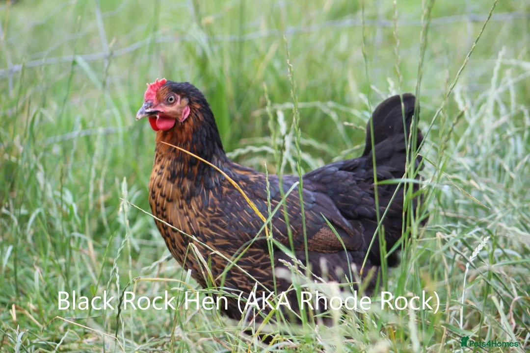 Hens poultry for sale: Laying Hens - Point of Lay - lots of colours - Advert 2