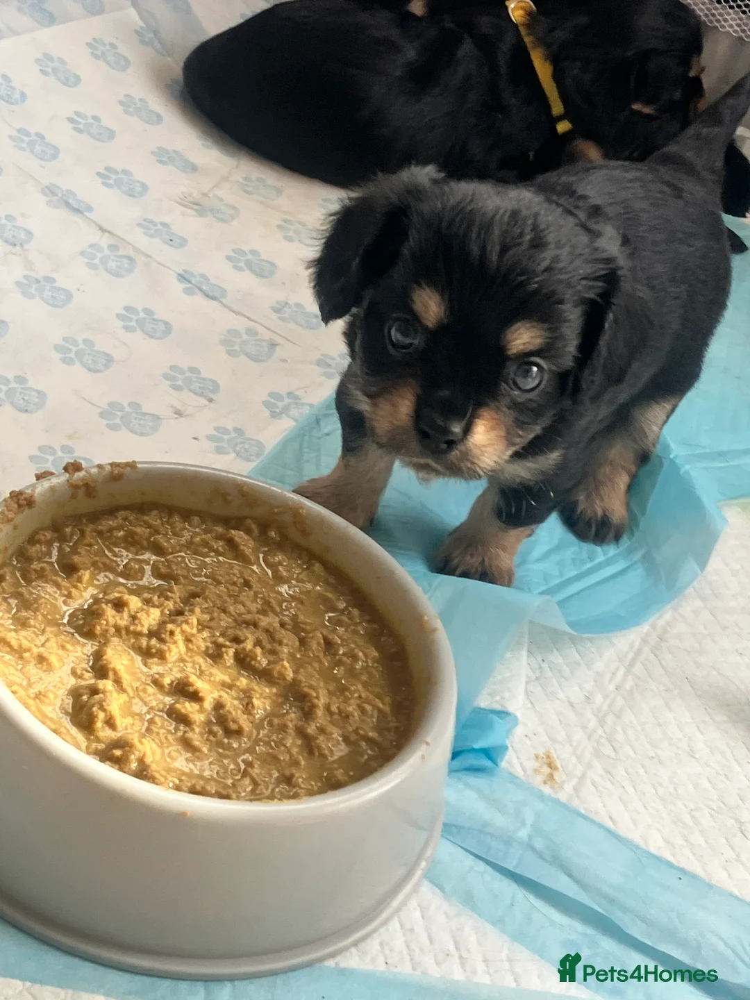 Cavalier King Charles Spaniel dogs for sale: Beautiful Chunky King Charles spaniel puppies  - Advert 2