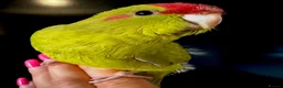 Parakeets birds for sale: Kakariki parakeet  - Advert 1
