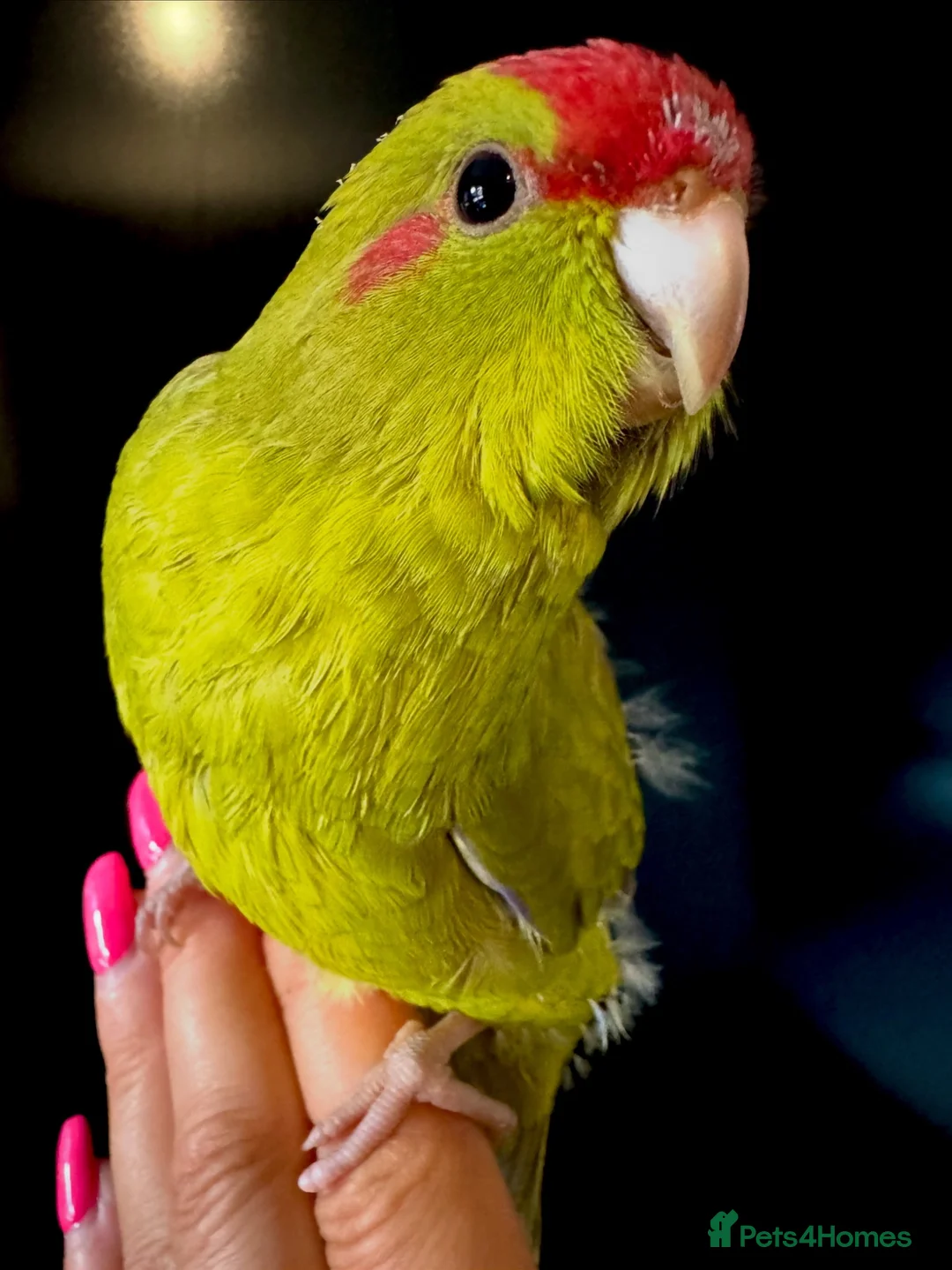 Parakeets birds for sale: Kakariki parakeet  - Advert 1