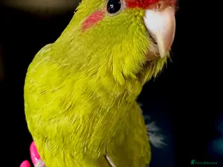 Parakeets birds Kakariki parakeet - Advert 1