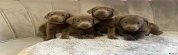 Labrador Retriever dogs for sale: Stunning silver Labradors ready now  - Advert 9