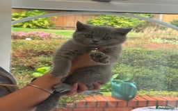 British Shorthair cats for sale: British Shorthair KITTEN - Image 2