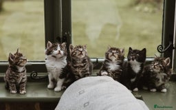 Mixed Breed cats for sale: Beautiful Tame Kittens Tabby Black White - Image 1