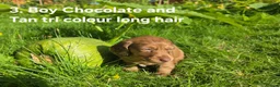 Miniature Dachshund dogs for sale: 🐾 Beautiful Miniature Dachshund Puppies 🐾 - Advert 9
