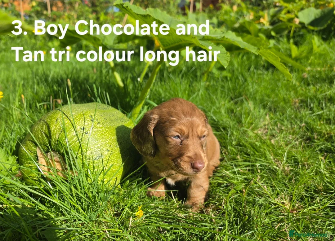 Miniature Dachshund dogs for sale: 🐾 Beautiful Miniature Dachshund Puppies 🐾 - Advert 9
