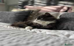 British Longhair cats for sale: Three gorgeous boy kittens available - Image 4