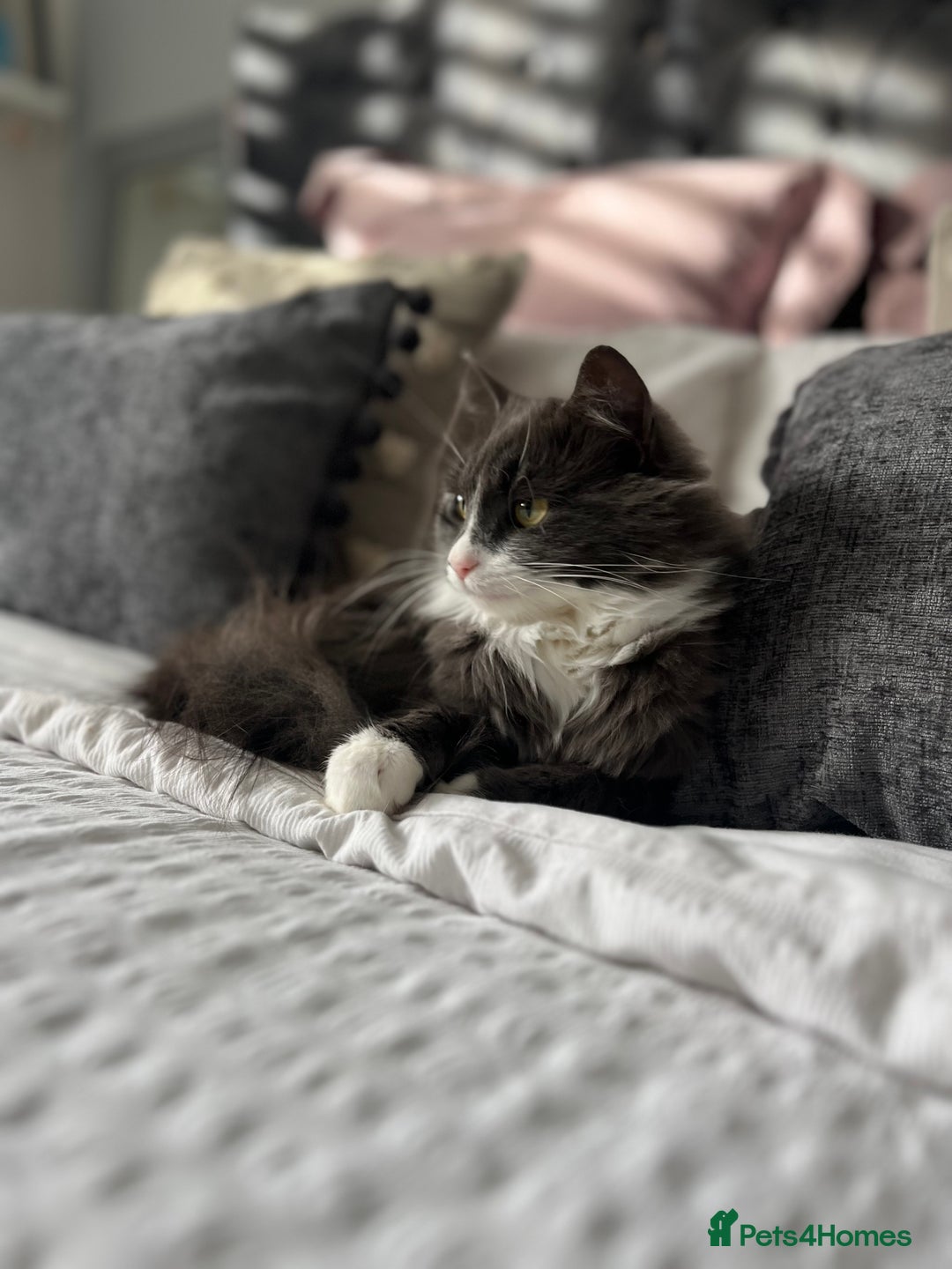 British Longhair cats for sale: Three gorgeous boy kittens available - Image 4