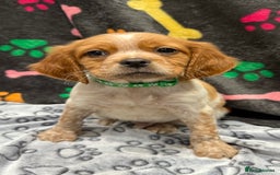 Brittany Spaniel dogs for sale: Britney spaniel  - Image 4