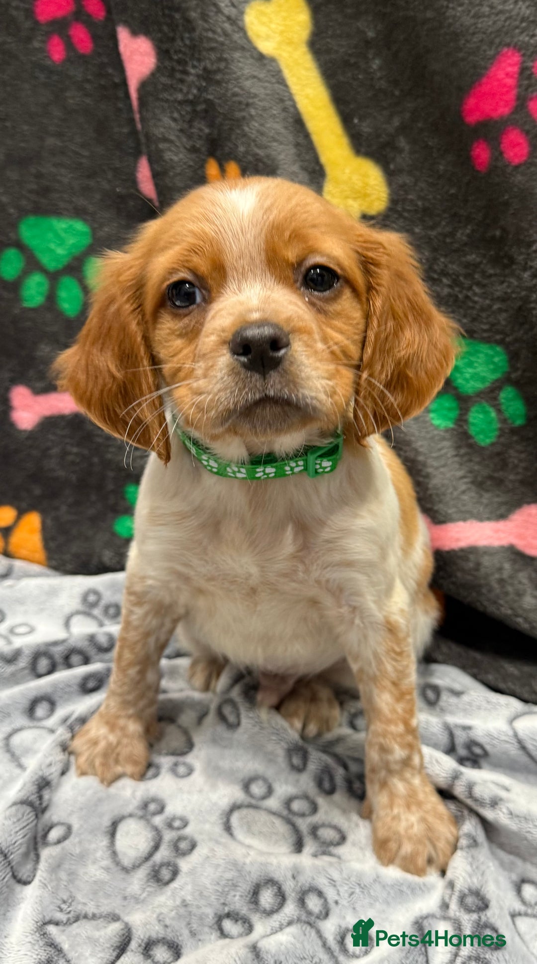 Brittany Spaniel dogs for sale: Britney spaniel  - Image 4