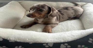 Miniature Dachshund dogs - Advert 5