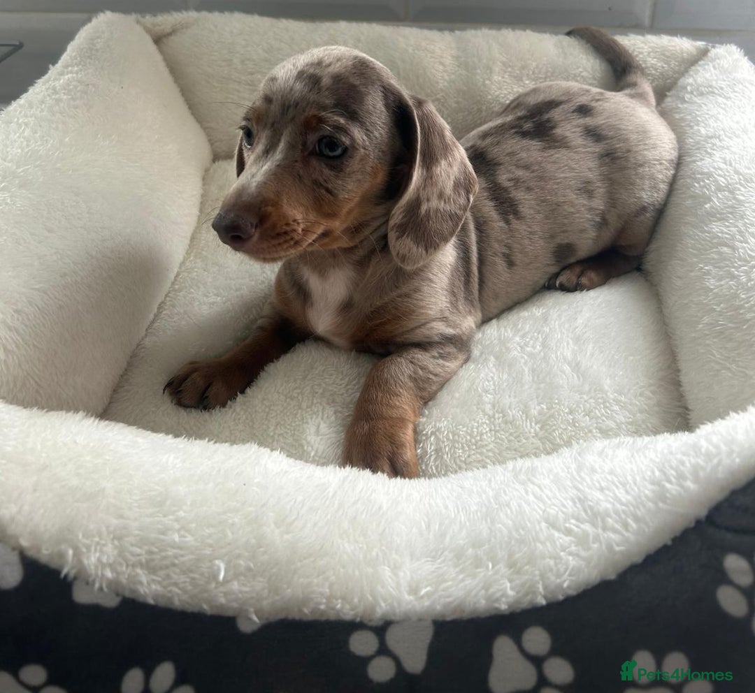 Miniature Dachshund dogs for sale: Miniature dachshund  - Image 3