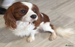 Cavalier King Charles Spaniel dogs for stud: KC Reg Blenheim Cavalier Heart/Health/Eye Clear  - Advert 5