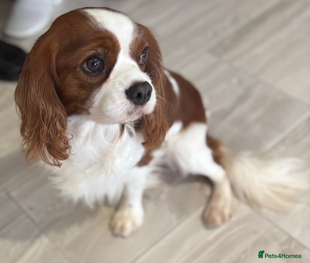 Cavalier King Charles Spaniel dogs for stud: KC Reg Blenheim Cavalier Heart/Health/Eye Clear  - Advert 5
