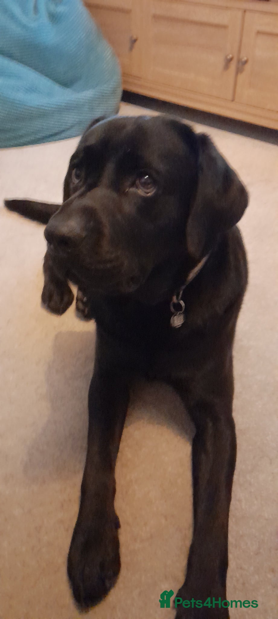 Labrador Retriever dogs Bodhi - Advert 6