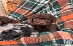 Cockapoo dogs for sale: Cockapoo Puppies  - Image 9