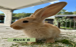 Continental Giant rabbits for sale: Handsome Giant Continental Bucks🐰💙 - Image 6