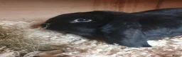 French Lop rabbits for sale: Giant French Lop Doe 6 month - Advert 5