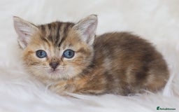 Mixed Breed cats for sale: Happy Healthy Playful Kittens - Image 2