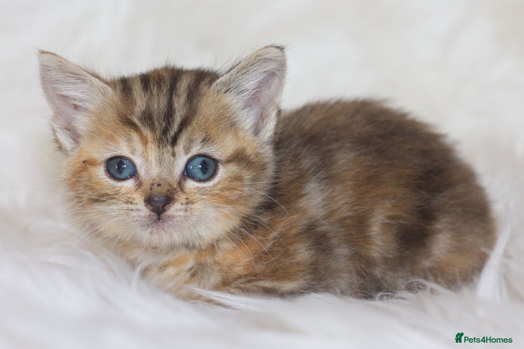 Mixed Breed cats for sale: Happy Healthy Playful Kittens - Image 2