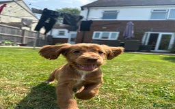 Cocker Spaniel dogs for sale: Poppy the cockerspaniel    - Image 1