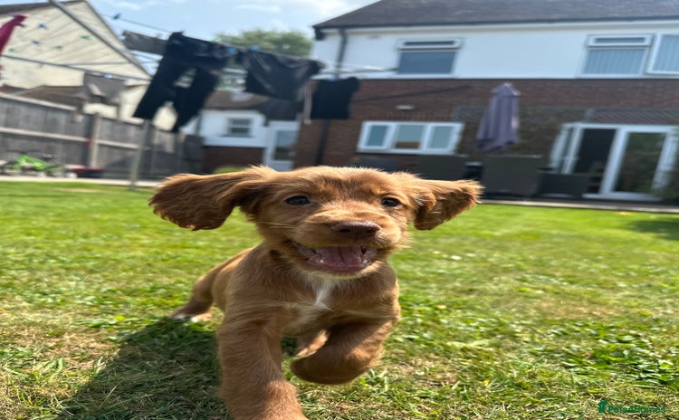 Cocker Spaniel dogs for sale - Advert 1