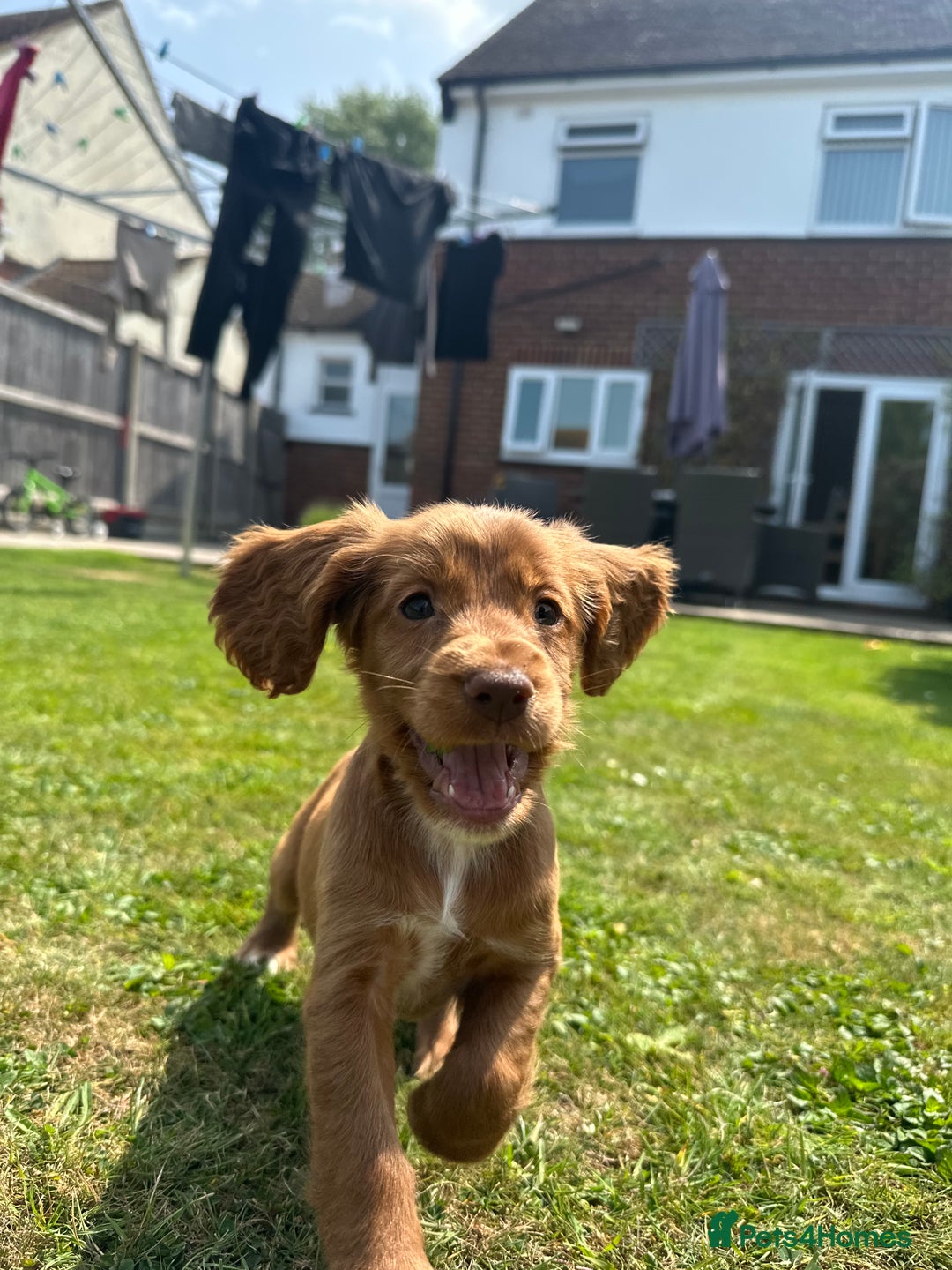 Cocker Spaniel dogs for sale: Poppy the cockerspaniel    - Image 1