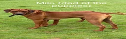 Rhodesian Ridgeback dogs for sale: Due 5th May/ Family home/ Waiting list now open in Sheffield - Advert 2