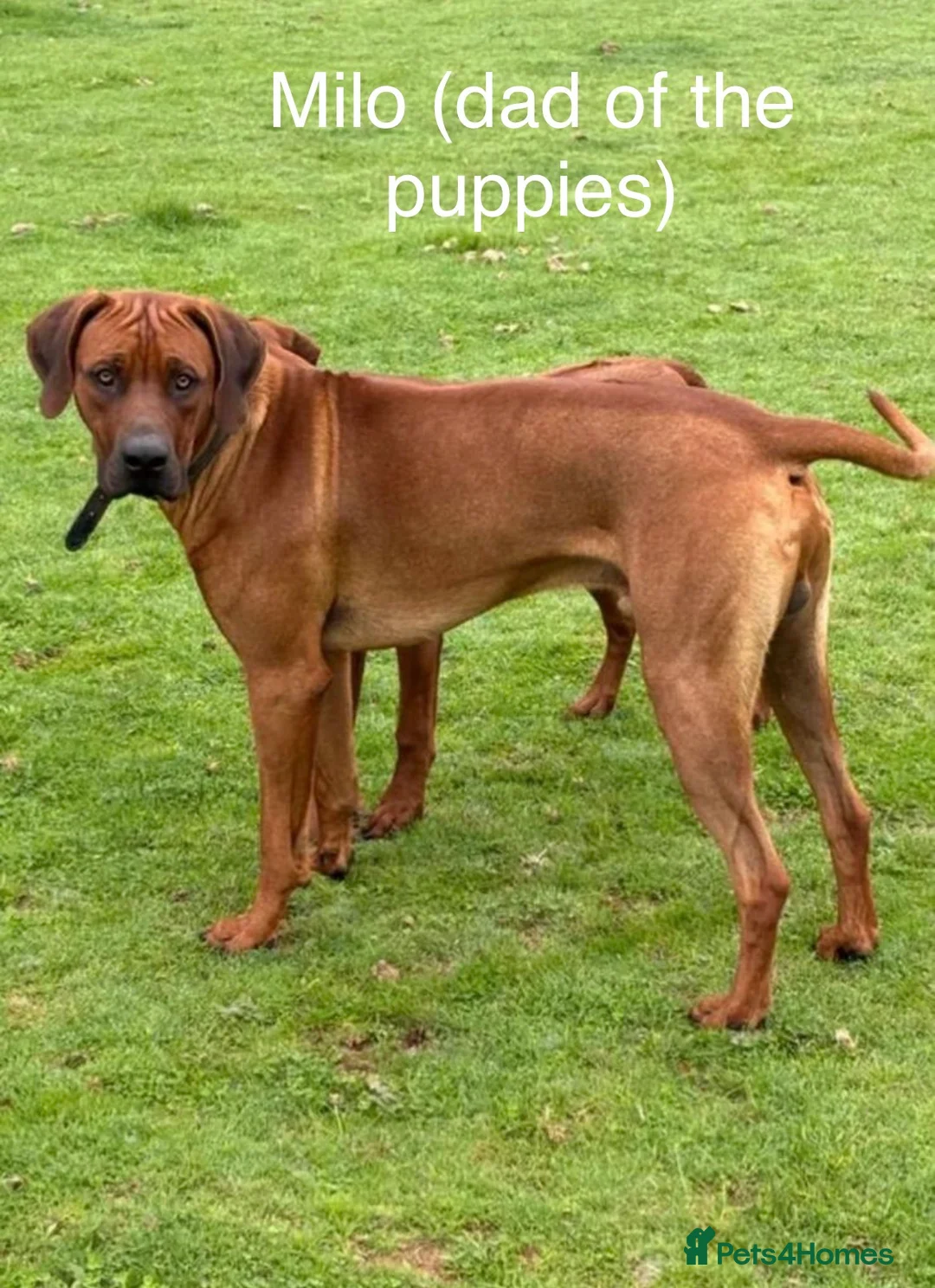 Rhodesian Ridgeback dogs for sale: Due 5th May/ Family home/ Waiting list now open in Sheffield - Advert 2