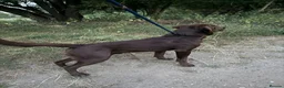 Labrador Retriever dogs for stud: Stud Labrador chocolate/red fox in Halstead - Advert 3