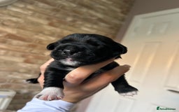 Mixed Breed dogs for sale: 3 BEAUTIFUL KING CHARLES X BORDER TERRIER BOYS🐶🩵 - Image 3
