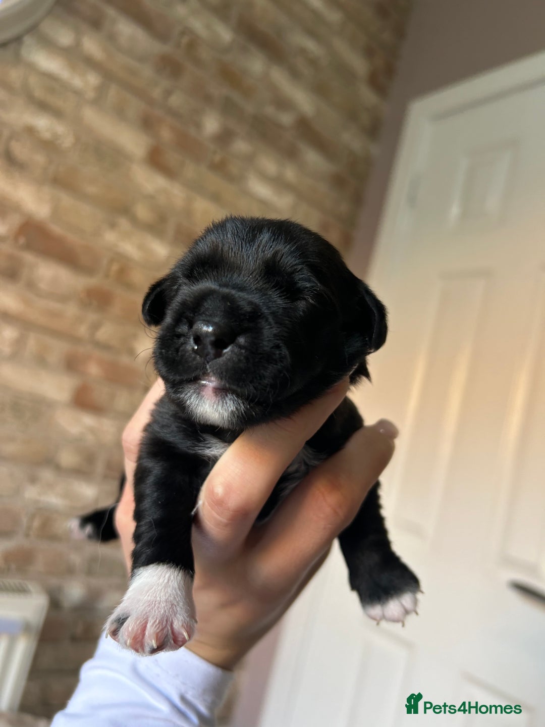 Mixed Breed dogs for sale: 3 BEAUTIFUL KING CHARLES X BORDER TERRIER BOYS🐶🩵 - Image 3