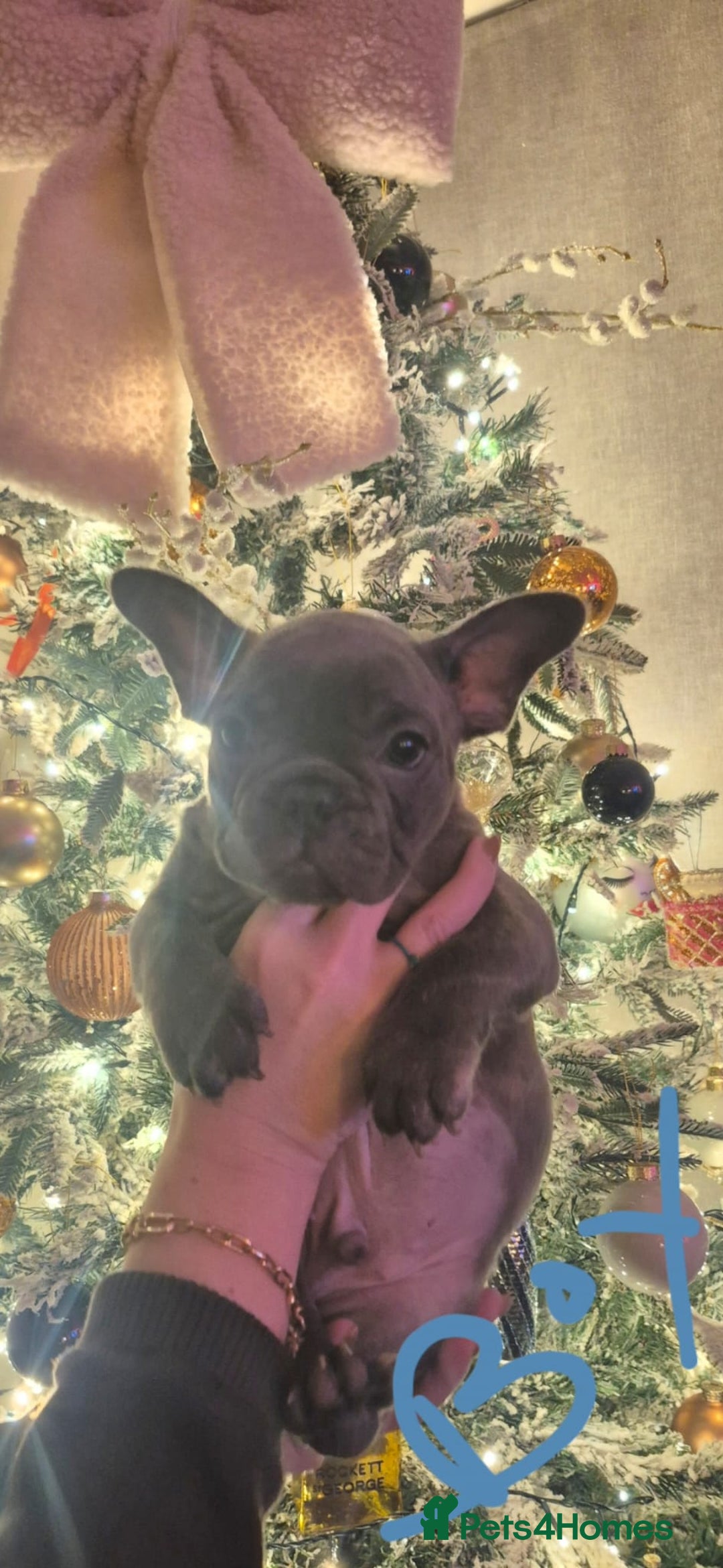 French Bulldog dogs for sale: French Bulldogs  - Advert 6