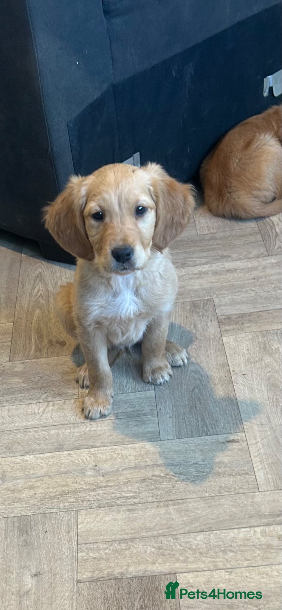 Golden Retriever dogs Stunning Dark Red Retriever Pups - Advert 2