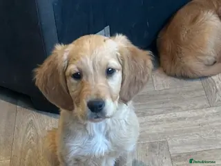 Golden Retriever dogs Stunning Dark Red Retriever Pups - Advert 2