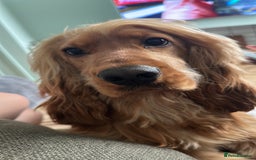Cocker Spaniel dogs for stud: PROVEN Golden Show type Cocker spaniel STUD in Swindon - Image 4