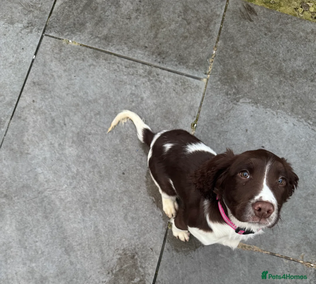 English Springer Spaniel dogs for sale: KC female English springer spaniel - Advert 2