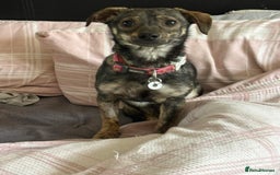 Mixed Breed dogs for adoption: Minnie - Hingham Norfolk  - Advert 18