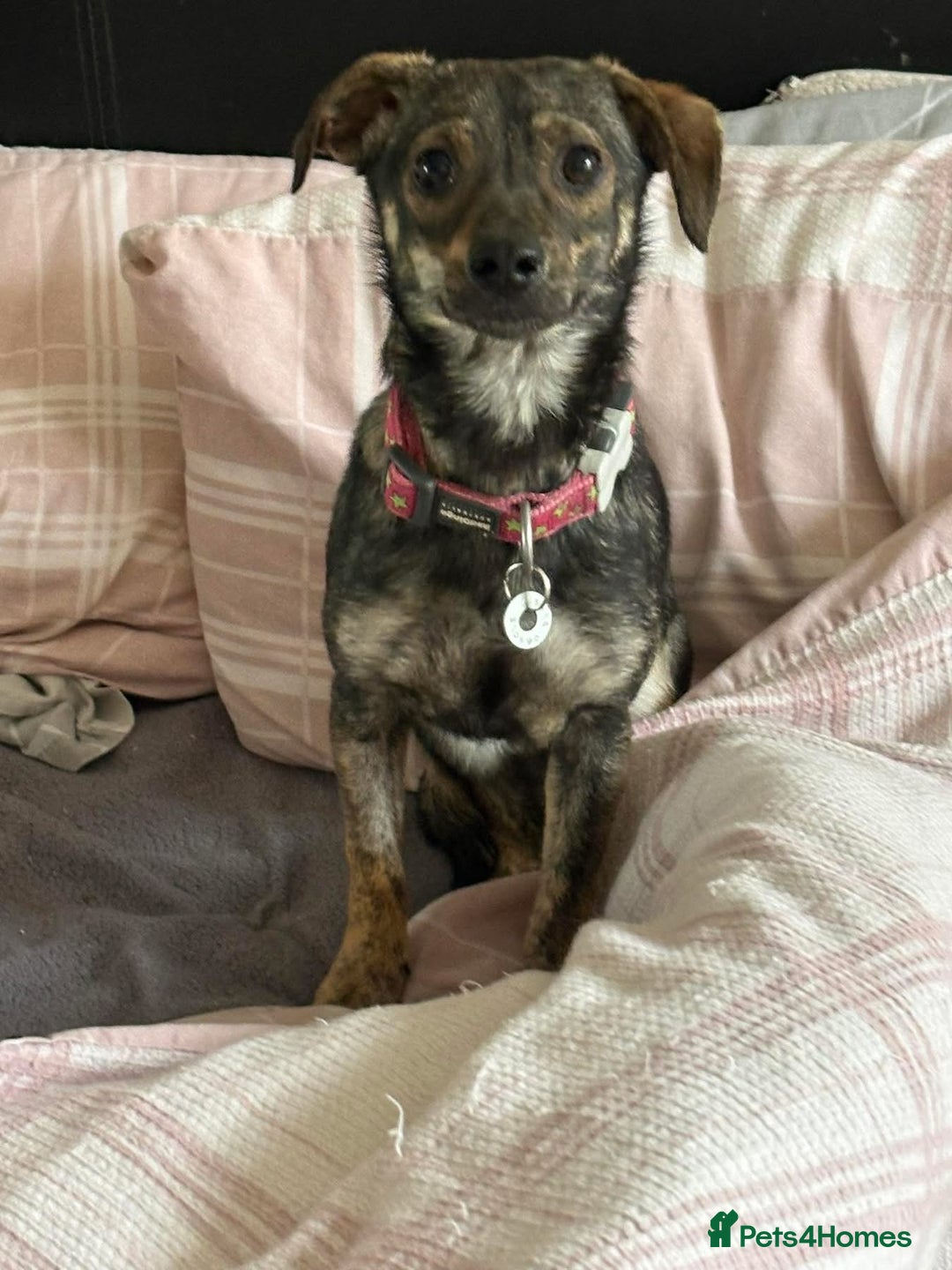 Mixed Breed dogs for adoption: Minnie - Hingham Norfolk  - Advert 18