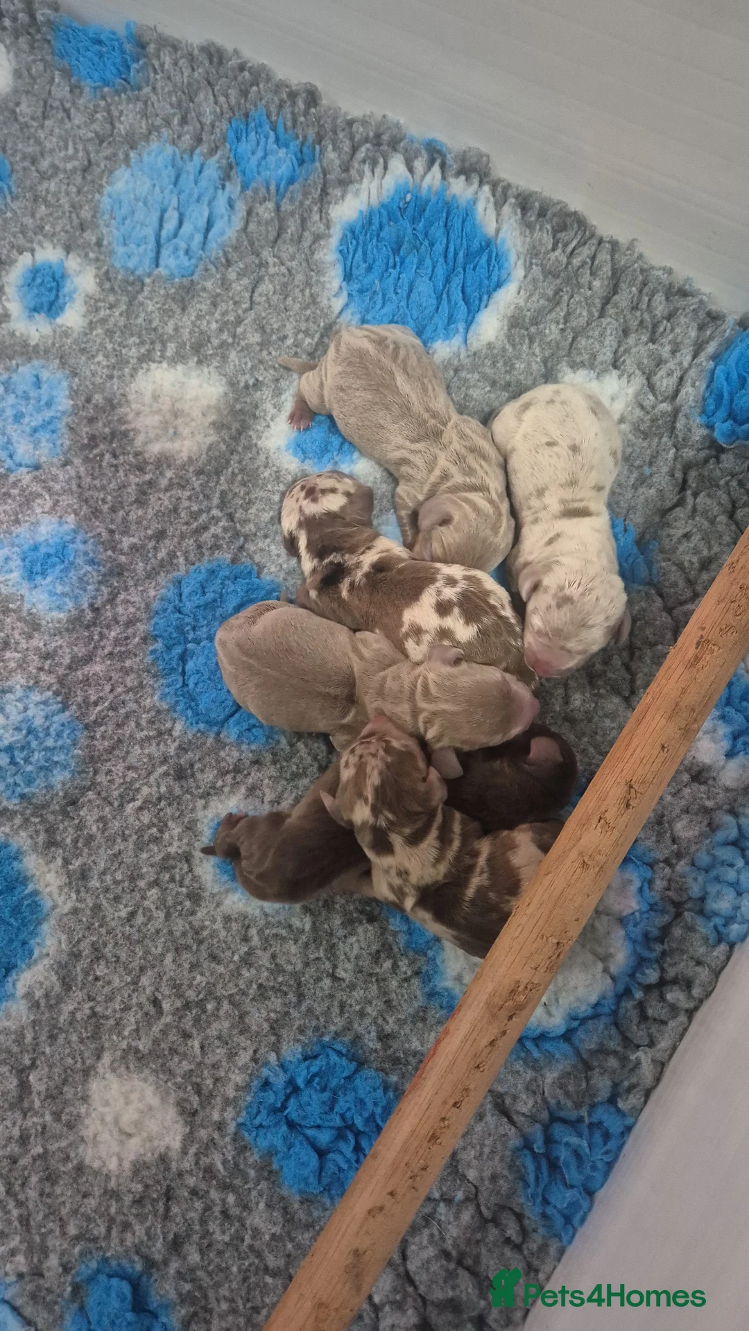 Miniature Dachshund dogs for stud: Isabella & Tan Piebald Miniature Dachshund STUD in Newport - Advert 5