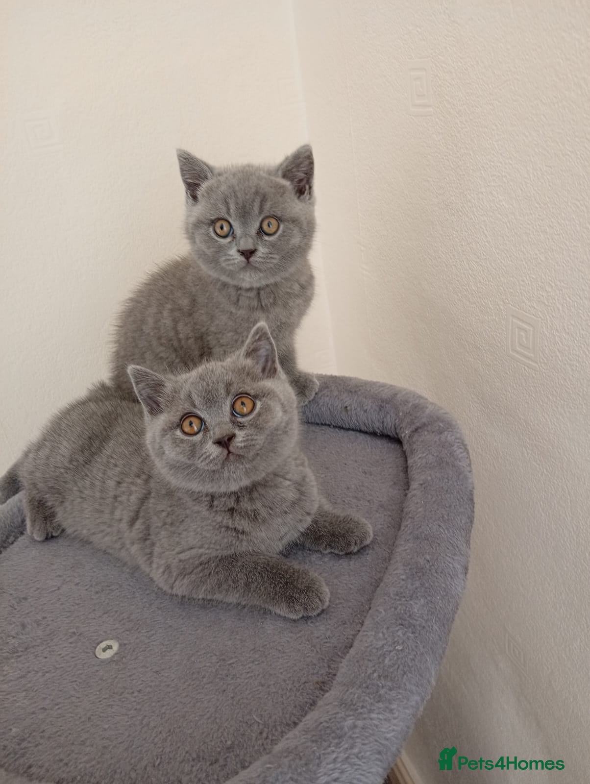 British Shorthair cats 2 adorable British short hair boys  - Advert 2