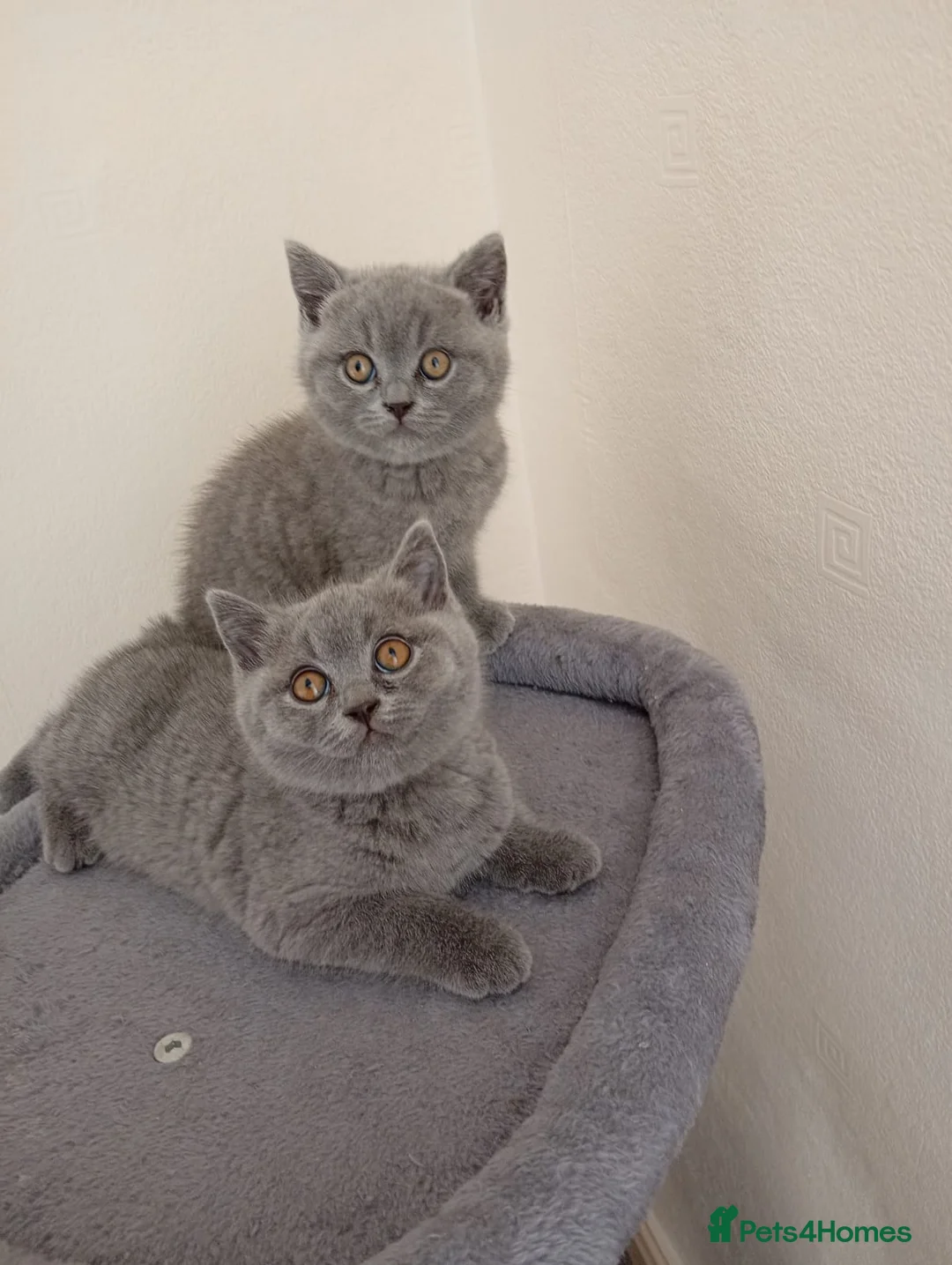 British Shorthair cats for sale: 2 adorable British short hair boys  - Advert 1