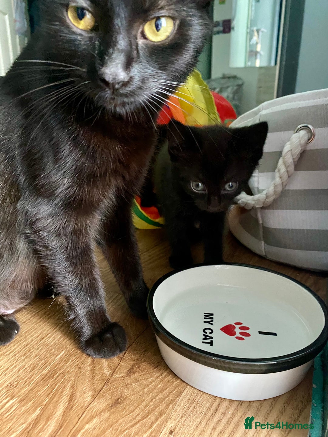Mixed Breed cats for sale: Bombay x Tabby little girls - Image 10
